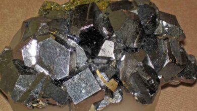 lead magnet